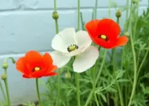 Flor Papoula