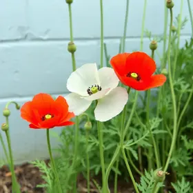 Flor Papoula
